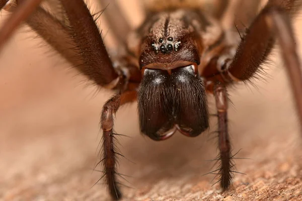 Giant House Spider Eratigena Atrica — Stock Photo, Image