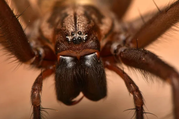 Ragno Gigante Della Casa Eratigena Atrica — Foto Stock