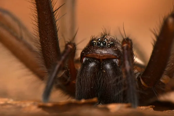 Ragno Gigante Della Casa Eratigena Atrica — Foto Stock