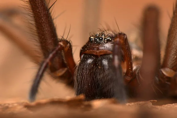 Jättehusspindel Eratigena Atrica — Stockfoto