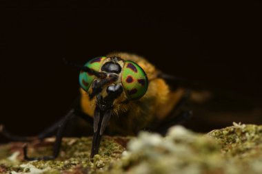 Kazanılan geyik sineği, Chrysops kalıntısı