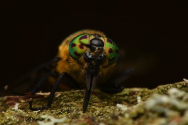 Kazanılan geyik sineği, Chrysops kalıntısı