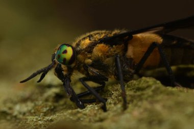 Kazanılan geyik sineği, Chrysops kalıntısı