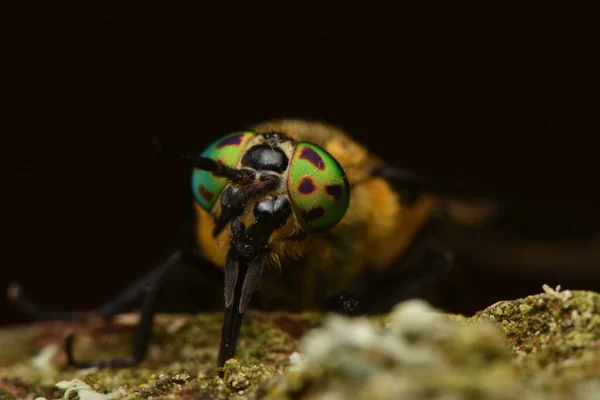 Mosca Venado Lobulada Chrysops Relictus — Foto de Stock