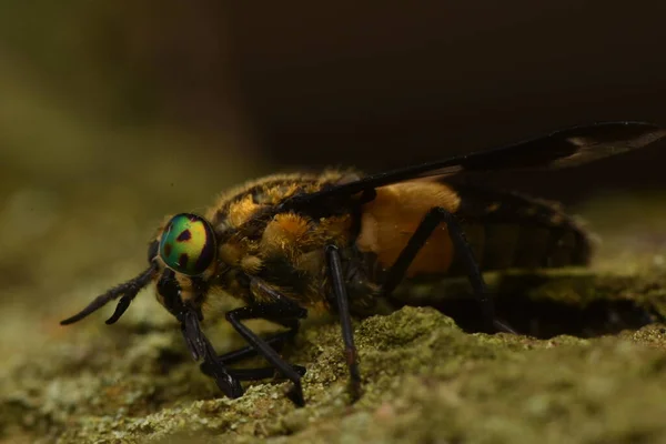 Mosca Veado Lobo Vitória Chrysops Relictus — Fotografia de Stock