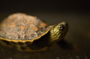Çin şerit boyunlu kaplumbağa
