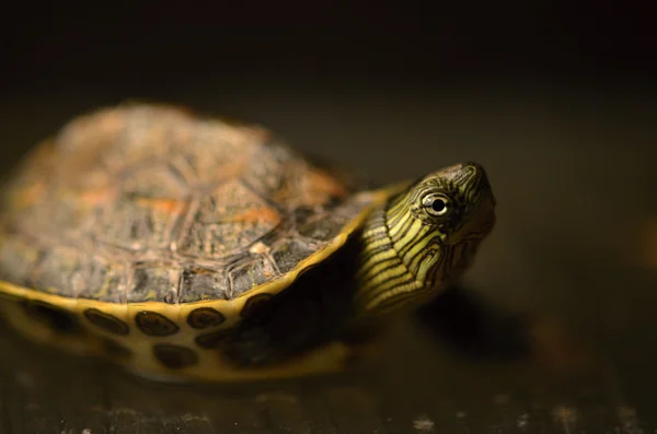 Tortue à cou rayé chinoise — Photo