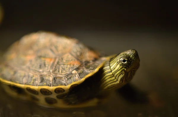 Tartaruga chinesa de pescoço listrado — Fotografia de Stock