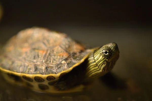 Tortue à cou rayé chinoise — Photo