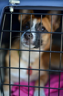 köpek kafes içinde