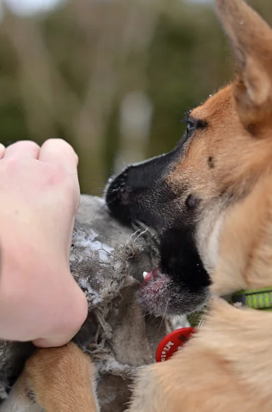 Play dog — Stock Photo, Image