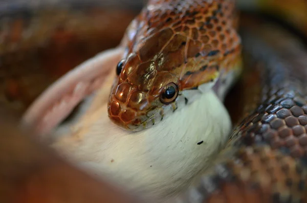 Serpente — Fotografia de Stock