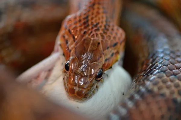 Snake — Stock Photo, Image