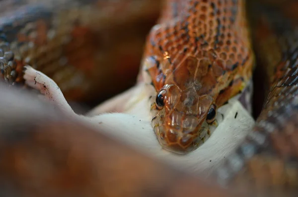 Serpiente — Foto de Stock