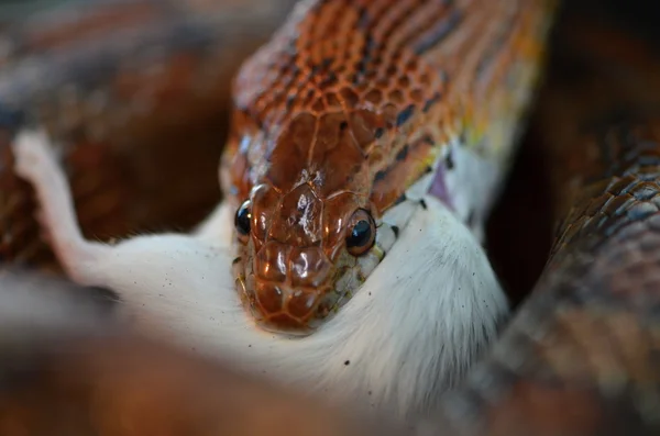 Serpente — Foto Stock