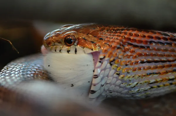 Serpente — Foto Stock