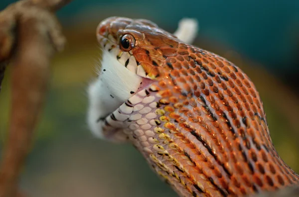 Serpente — Foto Stock