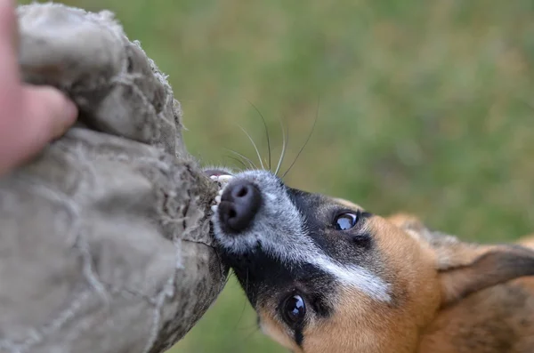 Play — Stock Photo, Image