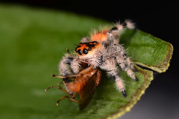 Aranha saltitante — Fotografia de Stock