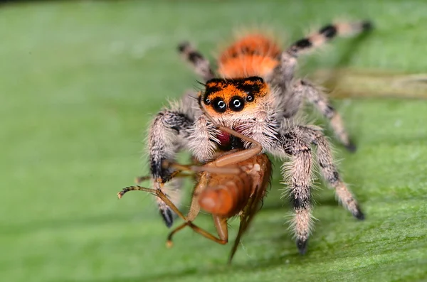 Araignée sauteuse — Photo