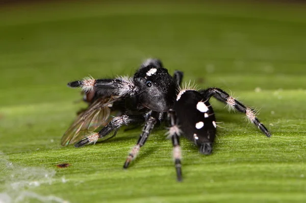 Araignée sauteuse — Photo