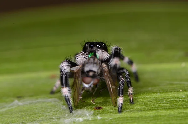 Aranha saltitante — Fotografia de Stock