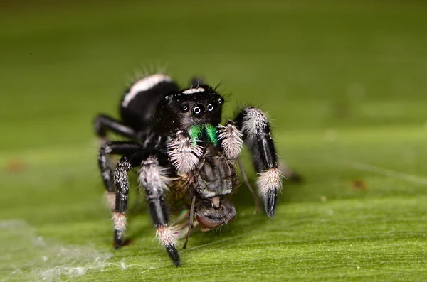 Araña saltarina —  Fotos de Stock