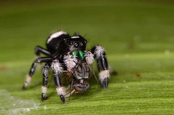 Jumping spider — Stock Photo, Image