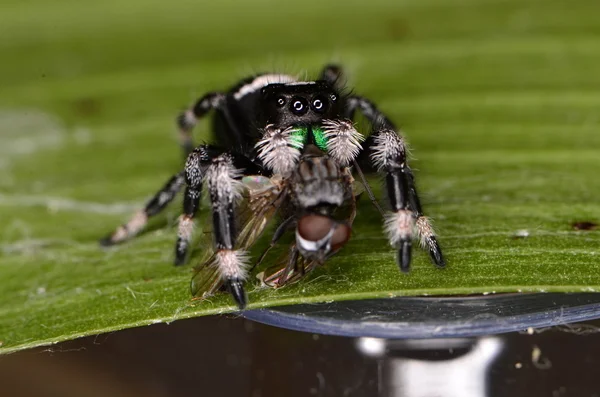 Araña saltarina — Foto de Stock