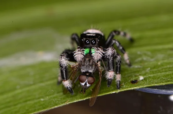 Hoppande spindel — Stockfoto