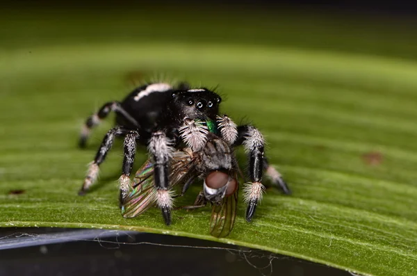 Aranha saltitante — Fotografia de Stock