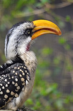 Sarı fatura Kartallar