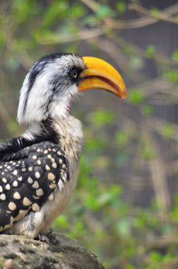 Sarı fatura Kartallar