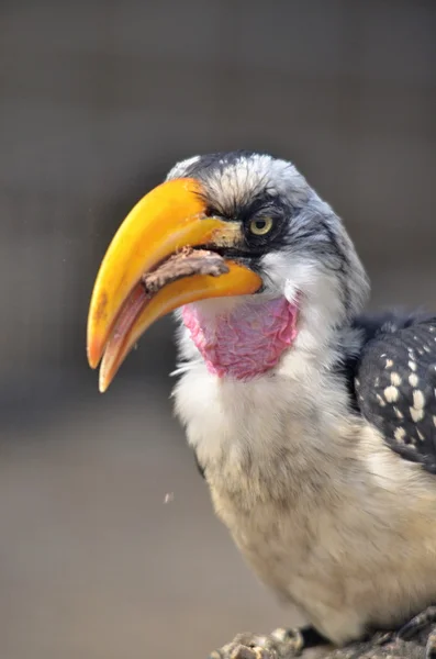 Žlutá vyúčtování hornbill — Stock fotografie