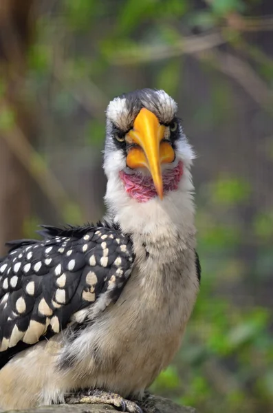 Gula fakturerade hornbill — Stockfoto