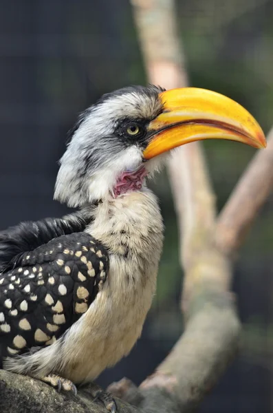 Yellow billed hornbill — Stock Photo, Image