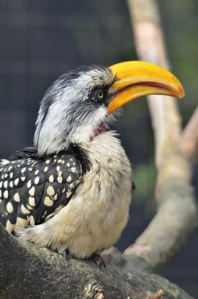 Žlutá vyúčtování hornbill — Stock fotografie