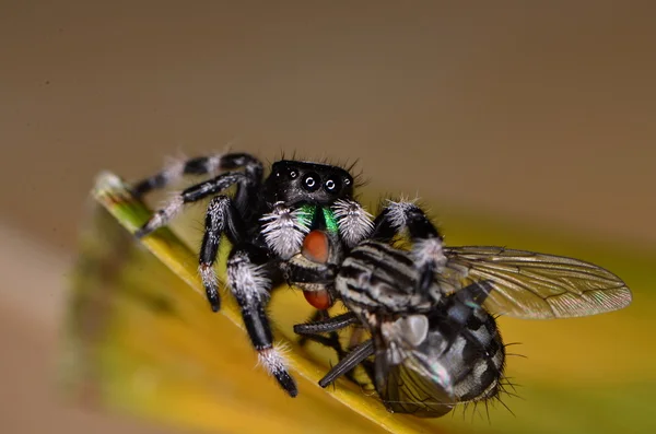 Araña saltarina — Foto de Stock