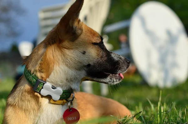 Eating dog — Stock Photo, Image