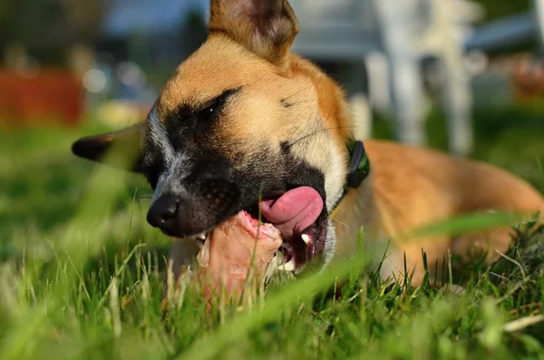 Eating dog — Stock Photo, Image