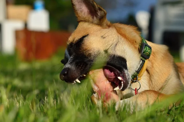 Кушающая собака — стоковое фото