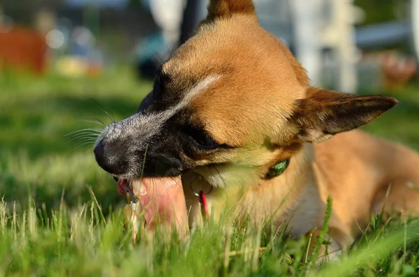 Comer perro —  Fotos de Stock