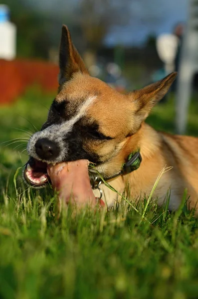 Comer perro —  Fotos de Stock