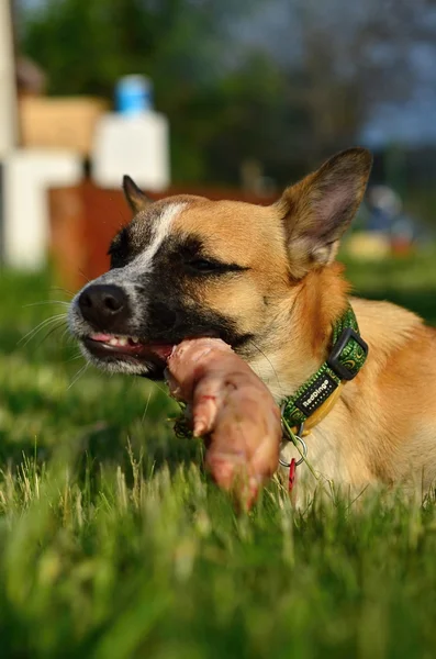 Eating dog — Stock Photo, Image