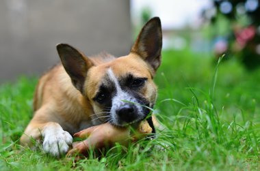 köpek yemek