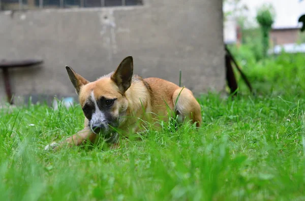 Comer perro —  Fotos de Stock