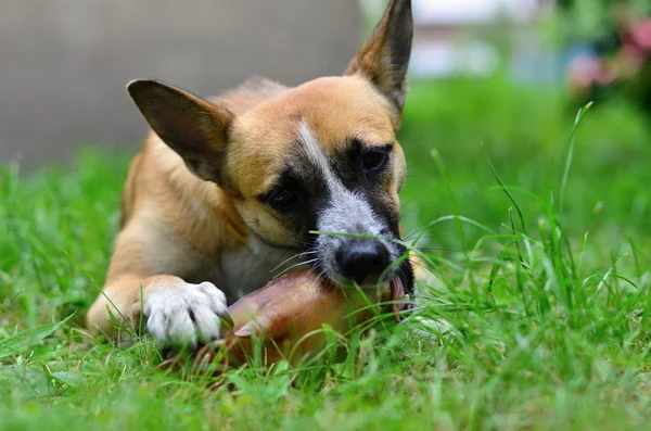 犬を食べる — ストック写真