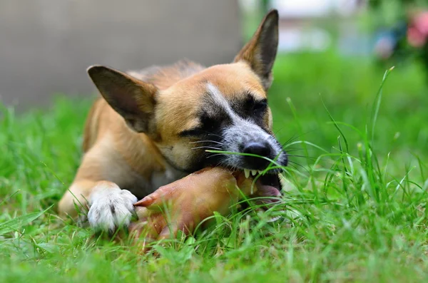 犬を食べる — ストック写真