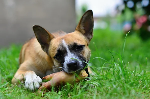 Eating dog — Stock Photo, Image