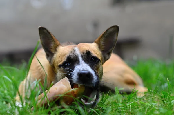 犬を食べる — ストック写真